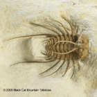 Ceratonurus sp. Specimen, From The Marley Collection, Collected and Prepared by Robert Carroll