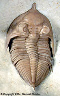 Huntonia trilobite collected on Black Cat Mountain and prepared by Bob Carroll