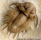 Acanthopyge formally known as "Bug-X" From The Haragan Formation of Oklahoma, Collected and Prepared by Robert Carroll